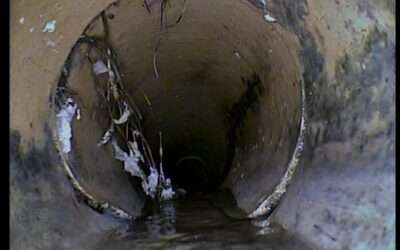 Why Tree Roots Damage Drains in Summer: Causes, Signs and What to Do