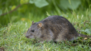 Image showing rat in grass